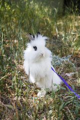 decorative white rabbit on walk