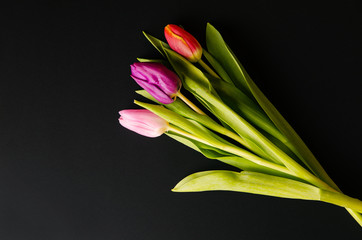 colorful tulips on dark background