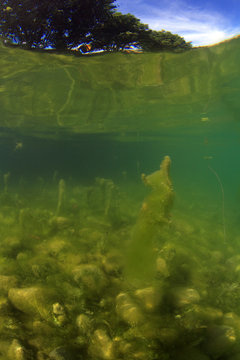 Fadenalgen im Flachwasserbereich eines Sees