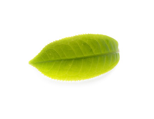 Green tea leaf isolated on white background