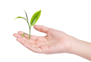 Female hand holding green tea leaves isolated on white