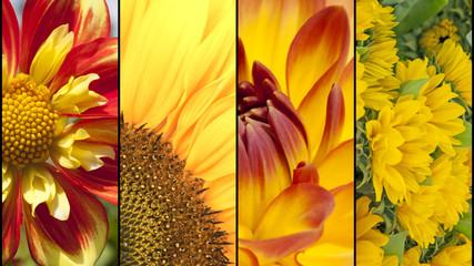 Collage of yellow and red flowers - 76360027