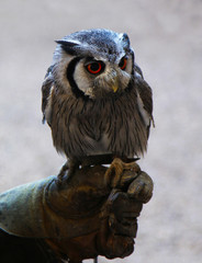 White Faced Owl