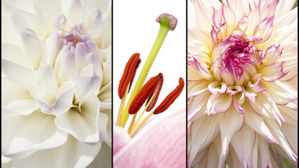 Collage of flowers in lila white