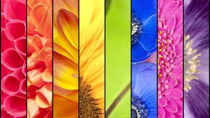 Collage of flowers in rainbow colors - 76360035