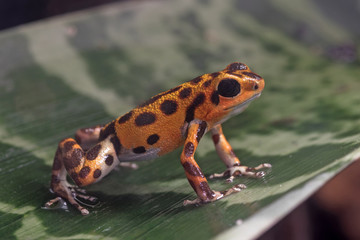 Oophaga pumilio