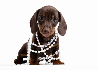 puppy Dachshund in beads on white background