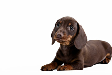 Dachshund puppy