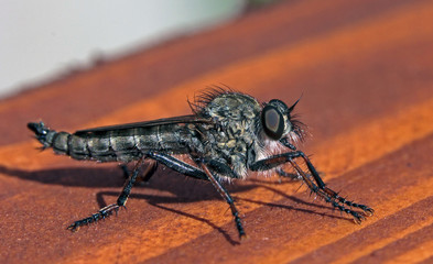 robberfly posing