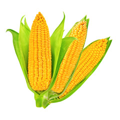 corn isolated