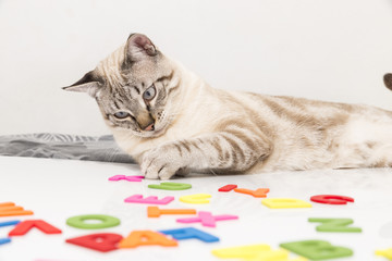 little cat posing