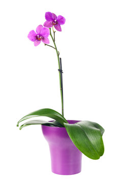 Fototapeta Blooming twig of fuchsia orchid in purple flower pot isolated.