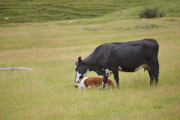 Morgenwäsche, Kuh, Kalb, Neuseeland