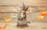 Little kitten playing with colorful origami birds