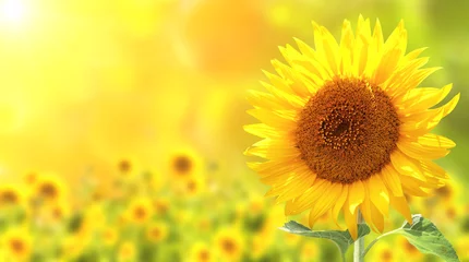 Foto auf Acrylglas Blumen Sonnenblumen