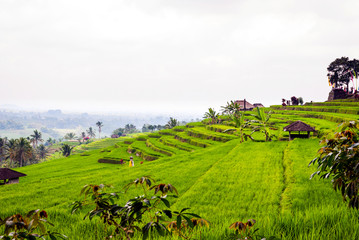 Rice fileds terraces with fresh green rice in Jatiluwih, Bali, I