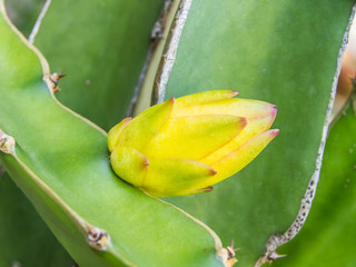 Dragon Fruit Baby Blossom