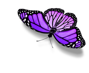 Violet butterfly , isolated on white
