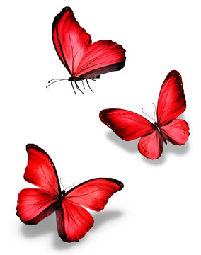 Three red butterfly, isolated on white background