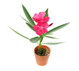 oleander on white background