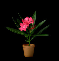 oleander on white background
