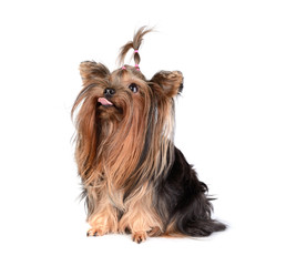Yorkshire Terrier isolated on the white background