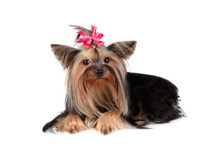 Yorkshire Terrier isolated on the white background