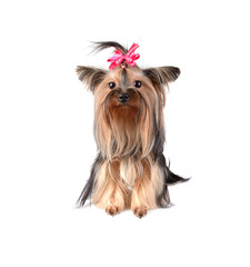 Yorkshire Terrier isolated on the white background