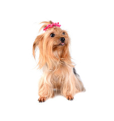 Yorkshire Terrier isolated on the white background
