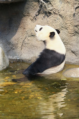 Obraz premium Giant panda sitting in water