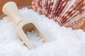 sea salt and shells