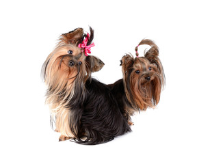 Yorkshire Terrier isolated on the white background
