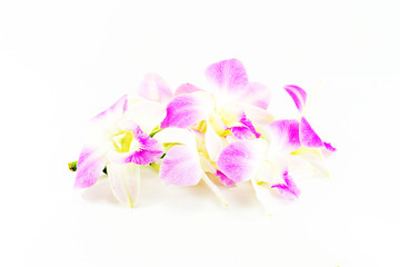 Pink orchid flower, isolated on white background