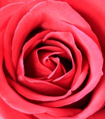 Red rose