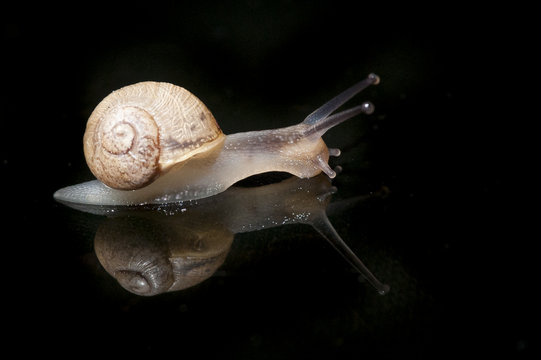 Escargot