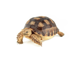 turtle isolated on white background