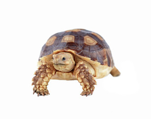 turtle isolated on white background
