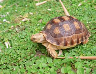 african spurred turtle on green garden