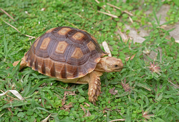 african spurred turtle on green garden