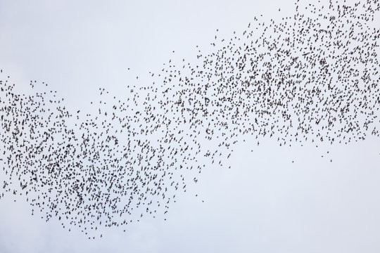 รูปภาพSwarm – เลือกดูภาพถ่ายสต็อก เวกเตอร์ และวิดีโอ476,458 | Adobe Stock