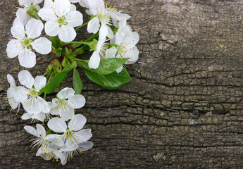 flower on wood