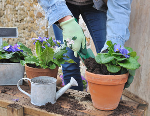 mise en pot de fleurs