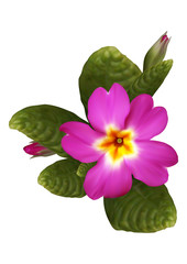 Pink primrose flower