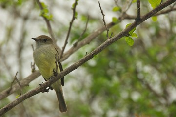 The Galapagos Flycatcher in Santa Cruz Island