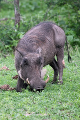 Warthog (Common Warthog) feeding, Delta Okavango