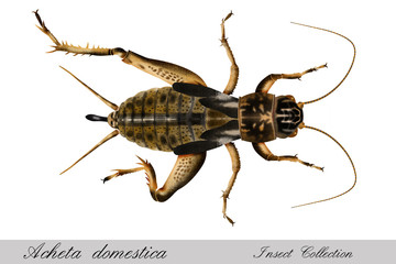 cricket, acheta domestica