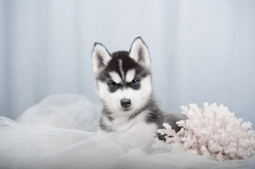 gentle puppy husky © brusnikaphoto