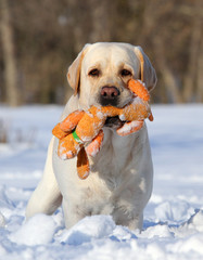 yellow labrador in winter with an orange toy portrait