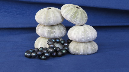 Six skeletons of sea urchins and black pearls