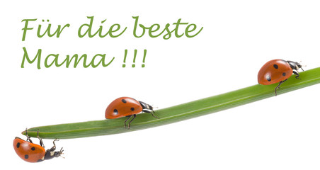 Marienkäfer, Glücksbringer